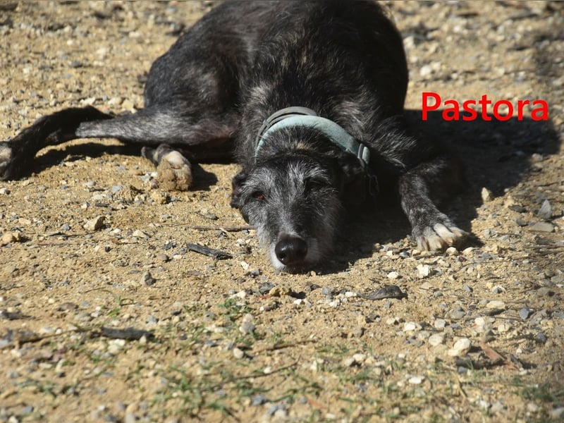 Pastora geb. 06/2021 (ESP) - liebevolle und verschmuste, rauhaarige Traum-Galga!