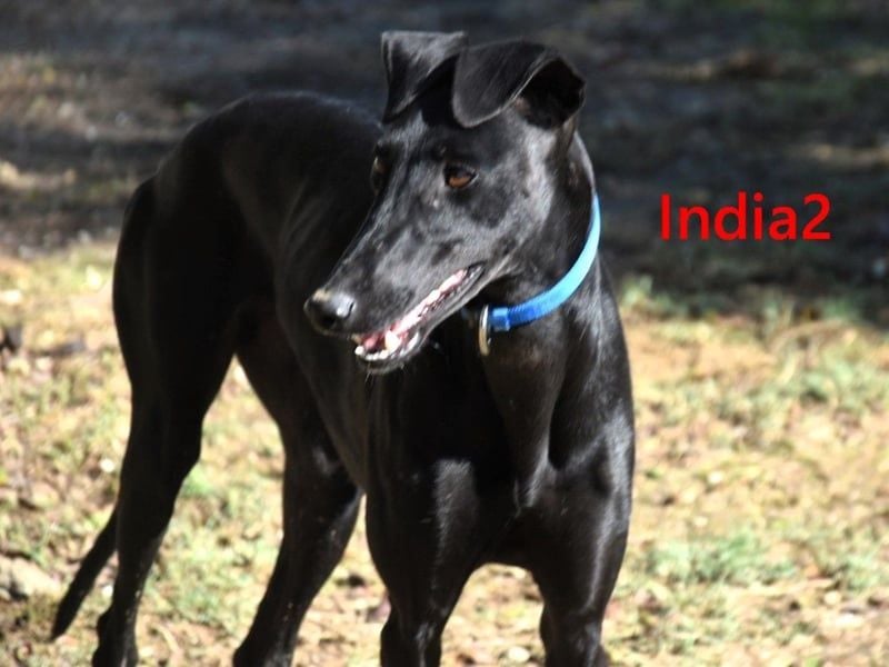 India2 geb. 07/2023 (ESP) - sehr freundliche und soziale, hübsche Galga!