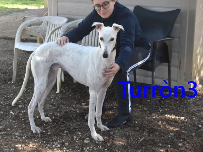 Turròn3 geb. 06/2022 (ESP) - außergewöhnlich schöner und liebevoller Galgo!