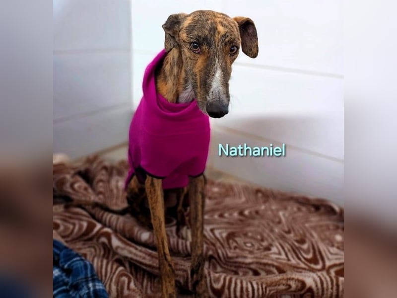 Nathaniel geb. 07/2021 (ESP) - lieber, ausgeglichener und verschmuster Galgo!