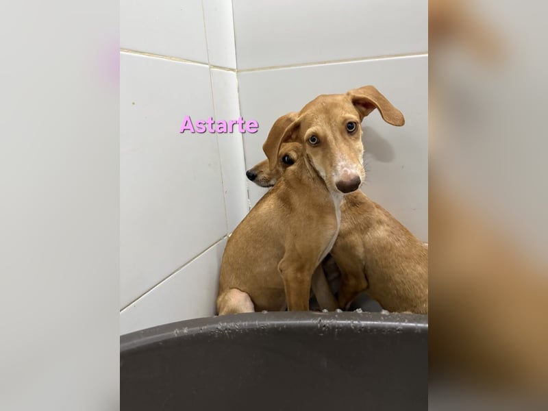 Astarte geb. 06/2026 (ESP) - wunderschönes Galgomädchen sucht ihre Familie!