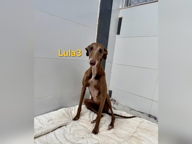 Lula3 geb. 11/2021 (ESP) - wunderschöne Galga... ihre Geschichte soll endlich ein Happy End haben!