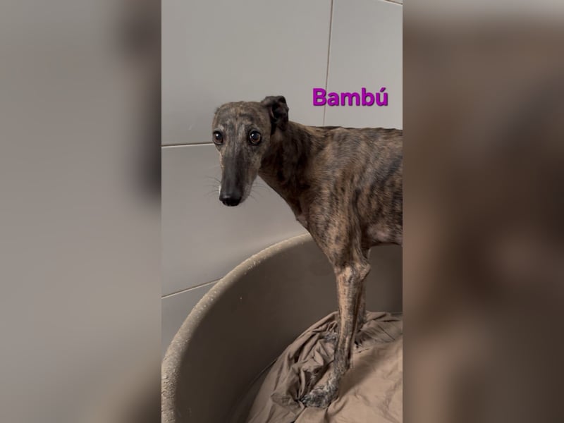 Bambú geb. 08/2019 (ESP) - diese sanfte Galga sucht erfahrene Menschen!
