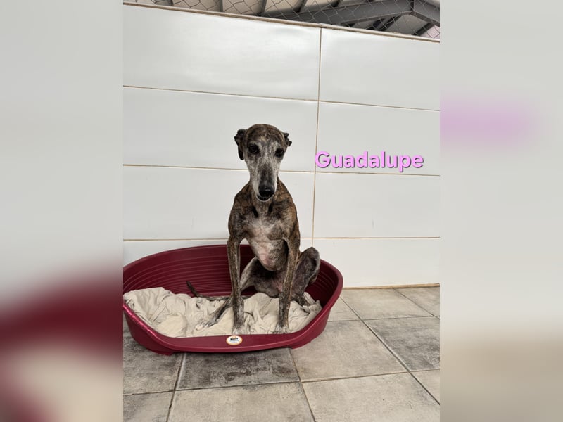 Guadalupe geb. 01/2015 (ESP) - soziale, liebevolle Galga will endlich Liebe kennenlernen!