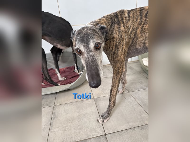 Totki geb. 06/2023 (ESP) - sanfter, feinfühliger Galgo der Herzen leise berührt!