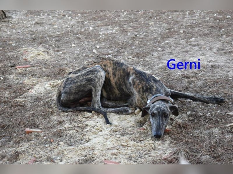 Gerni geb. 05/2025 (ESP) - verschmuster Galgo will wieder lernen zu Vertrauen!