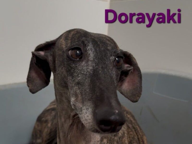 Dorayaki geb. 02/2021 (ESP) - sanfte Galga will Vertrauen neu lernen!