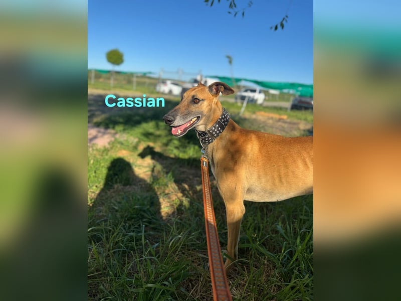 Cassian geb. 07/2023 (ESP) - freundlicher und sozialer Galgo sucht liebevolles Zuhause!