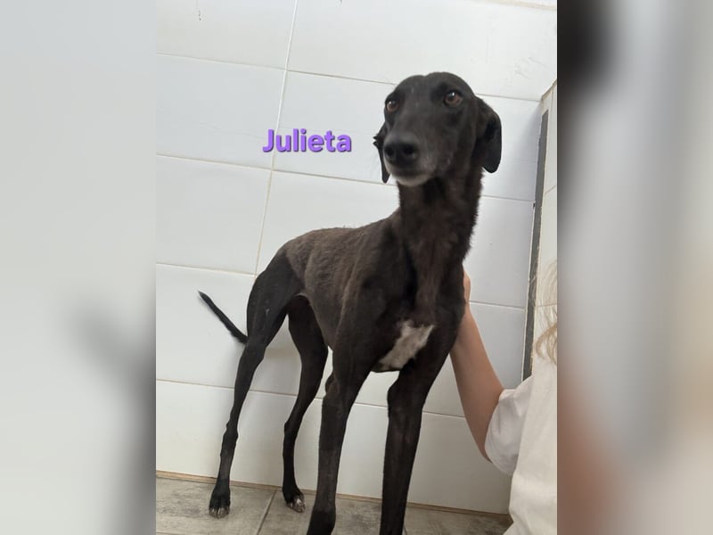 Julieta geb. 05/2024 (ESP) - fröhliche, wunderschöne Galga. Ein echter Sonnenschein!