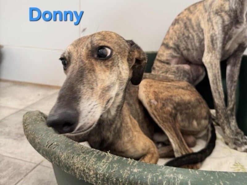 Donny geb. 04/2022 (ESP) - sanfter Galgo der so viel mehr verdient hat!