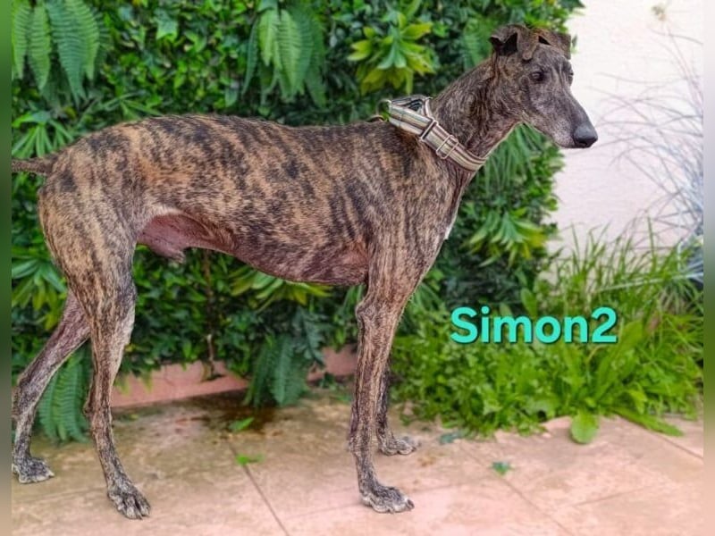 Simon2 geb. 09/2019 (ESP) - unkomplizierter Galgo verdient endlich sein Glück!