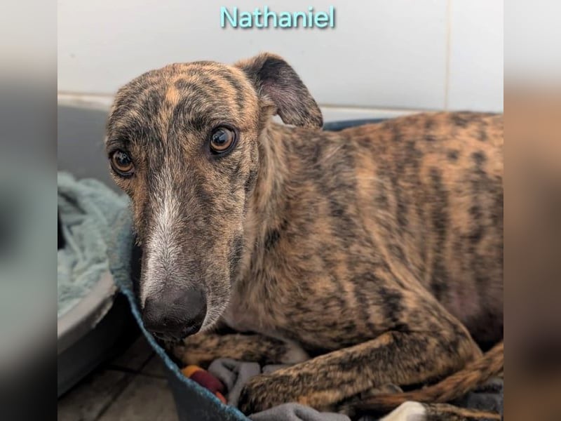 Nathaniel geb. 07/2021 (ESP) - lieber, ausgeglichener und verschmuster Galgo!