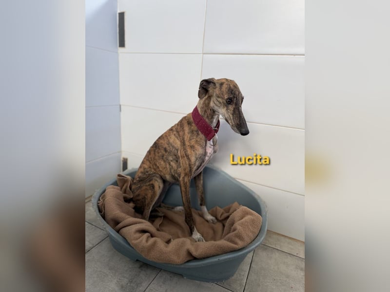 Lucita geb. 03/2022 (ESP) - sanfte und ruhige Galga sucht ihr Körbchen!