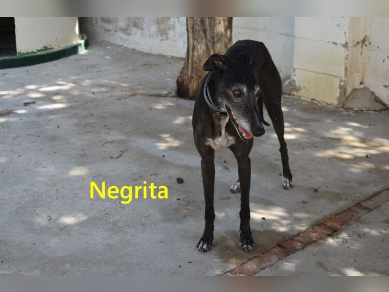 Negrita geb. 09/2022 (ESP) - edle und menschenbezogene Galga, eine treue Seele!