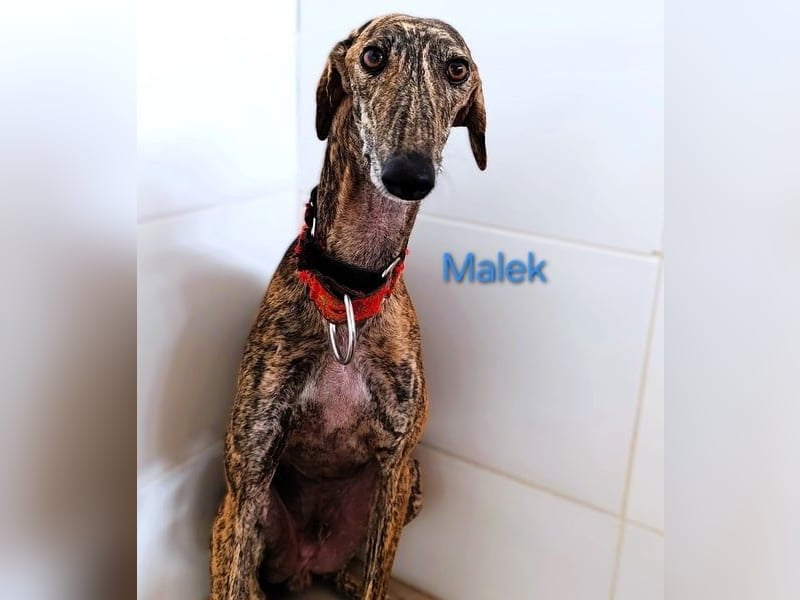 Malek geb. 03/2024 (ESP) - sozialer, ruhiger und zurückhaltender Galgo!