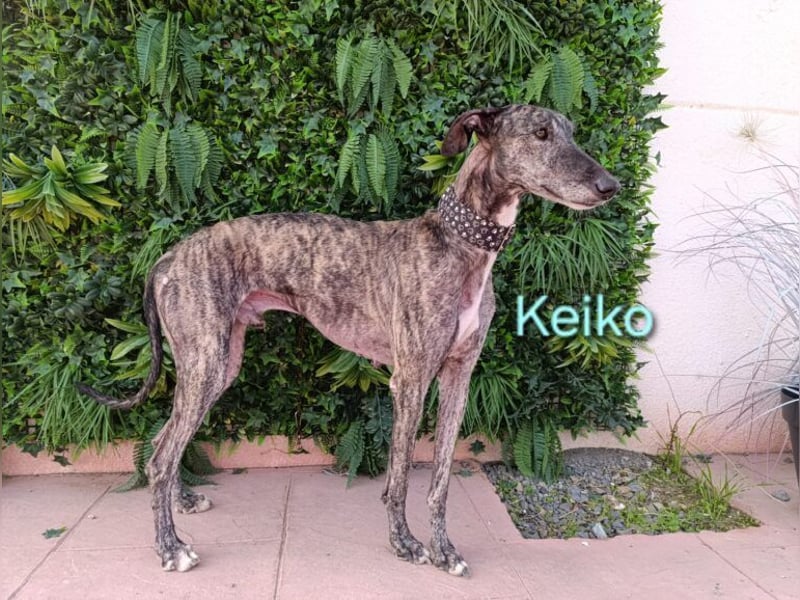 Keiko geb. 07/2020 (ESP) - liebevoller Galgomann sucht seine Familie!