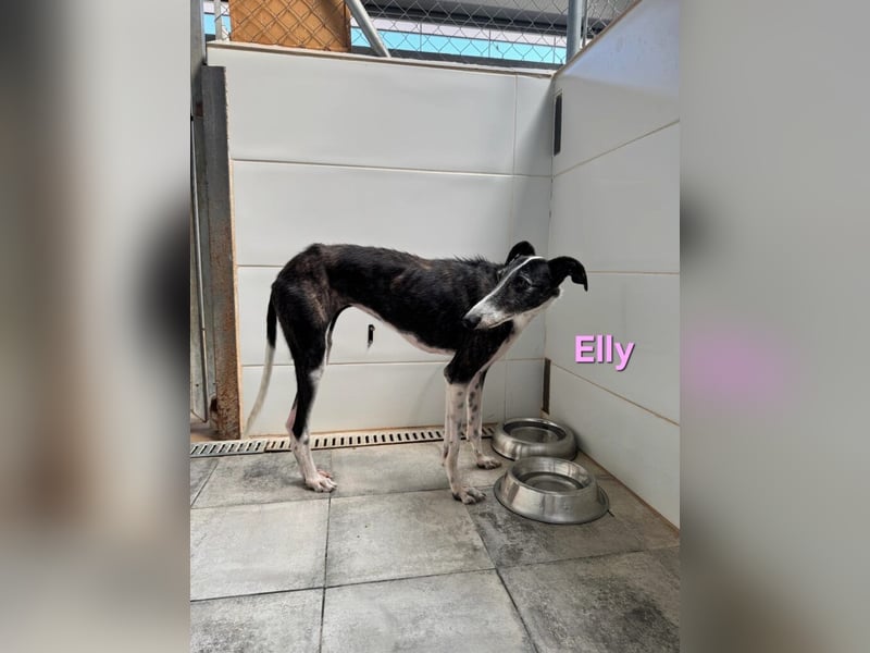 Elly geb. 07/2020 (in Deutschland) - liebevolle, verspielte Rauhhaargalga!