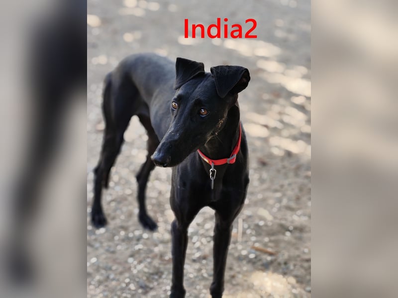 India2 geb. 07/2023 (ESP) - sehr freundliche und soziale, hübsche Galga!
