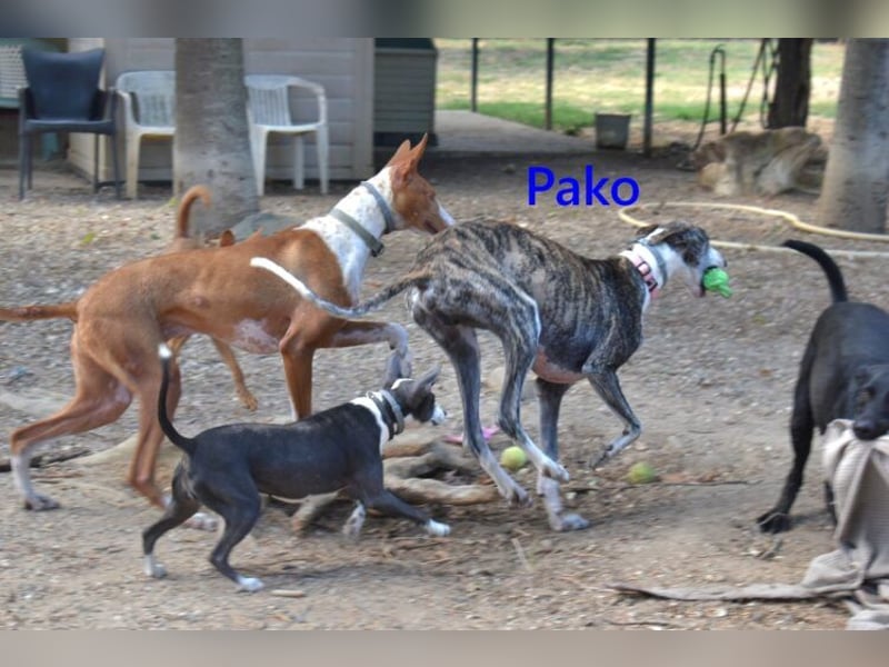 Pako geb. 07/2022 (ESP) - unheimlich lieber, fröhlicher Galgo!