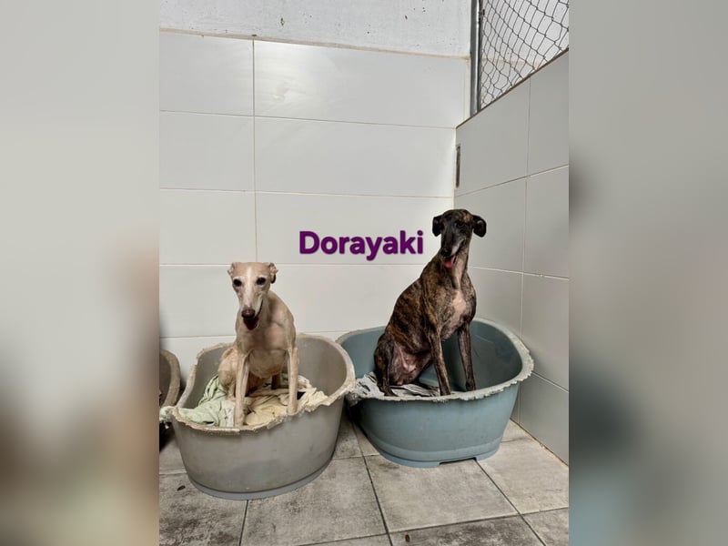 Dorayaki geb. 02/2021 (ESP) - sanfte Galga will Vertrauen neu lernen!