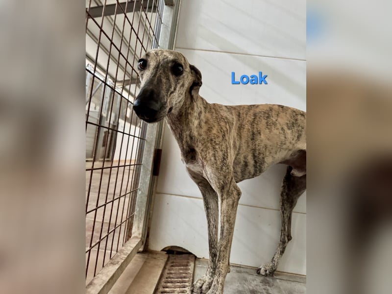 Loak geb. 08/2022 (ESP) - sanfter, wunderschöner Galgo sucht seine Menschen!
