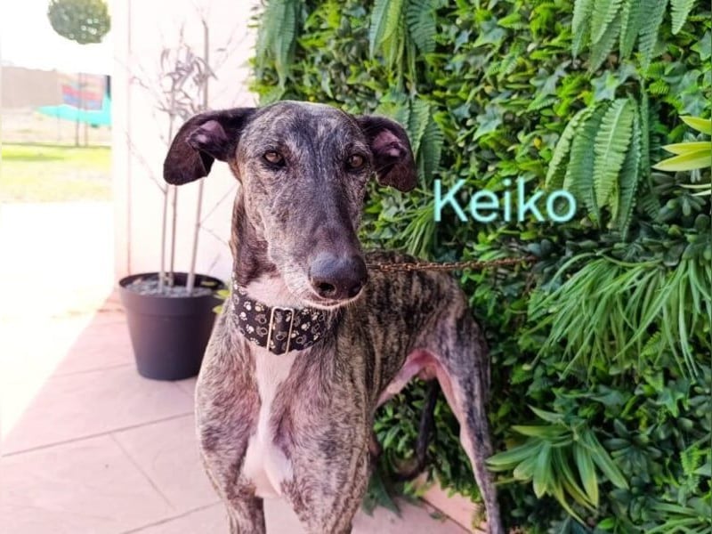 Keiko geb. 07/2020 (ESP) - liebevoller Galgomann sucht seine Familie!