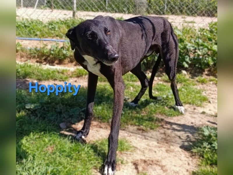 Hoppity geb. 04/2023 (ESP) - freundlicher Galgo sucht seine Familie mit Hundekumpel!