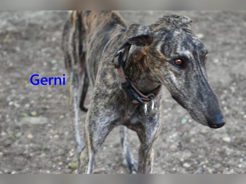 Gerni geb. 05/2025 (ESP) - verschmuster Galgo will wieder lernen zu Vertrauen!