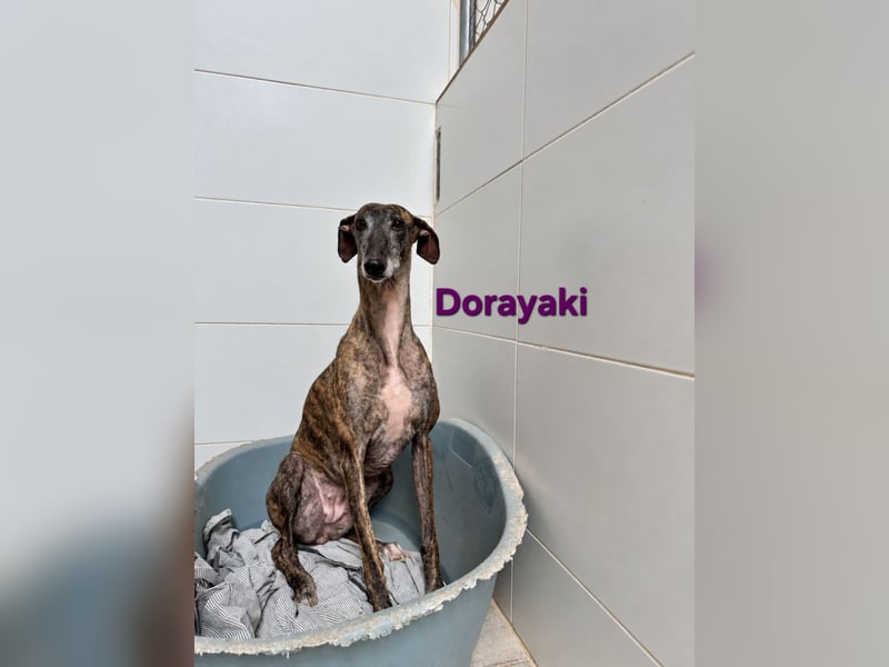 Dorayaki geb. 02/2021 (ESP) - sanfte Galga will Vertrauen neu lernen!