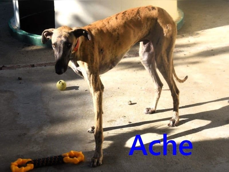 Ache geb. 03/2025 (ESP) - menschenbezogener und verspielter, junger Galgo!