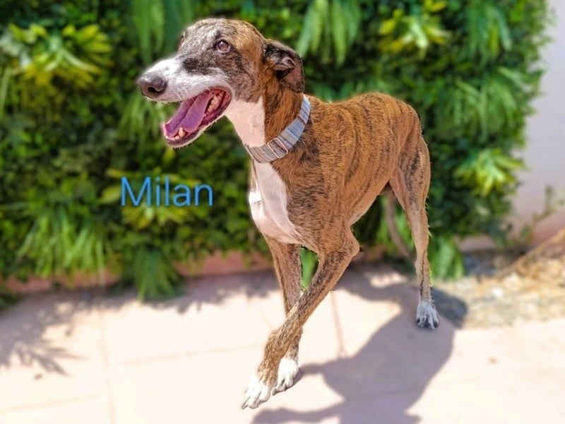Milan geb. 06/2020 (ESP) - ausgeglichener, anhänglicher und sanfter Galgo!