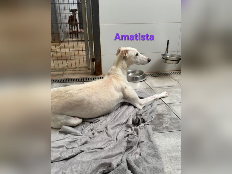 Amatista geb. 02/2019 (ESP) - wunderschöne Traumgalga möchte neu beginnen!