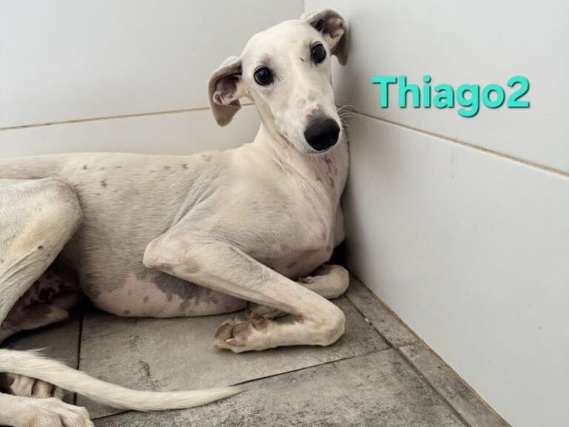 Thaigo2 geb. 03/2024 (ESP) - NOTFALL! erfahrene Hundemenschen gesucht!