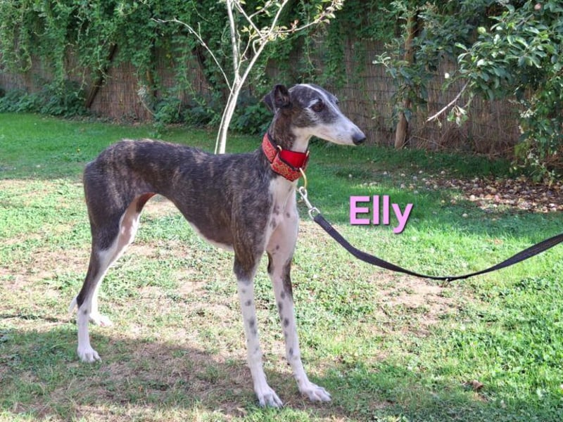 Elly geb. 07/2020 (in Deutschland) - liebevolle, verspielte Rauhhaargalga!