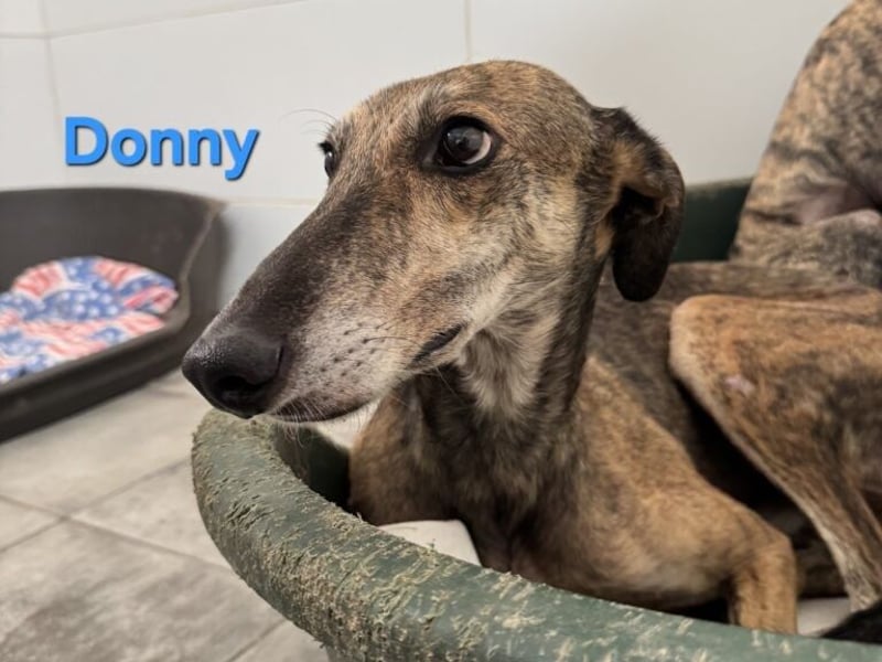 Donny geb. 04/2022 (ESP) - sanfter Galgo der so viel mehr verdient hat!