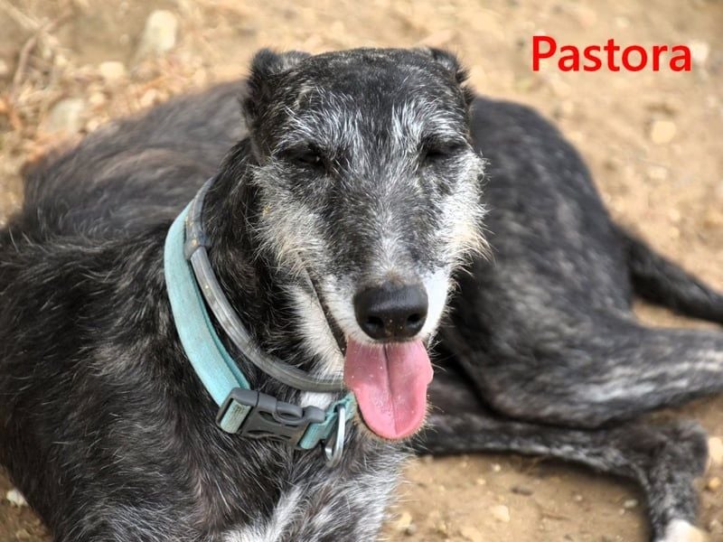 Pastora geb. 06/2021 (ESP) - liebevolle und verschmuste, rauhaarige Traum-Galga!