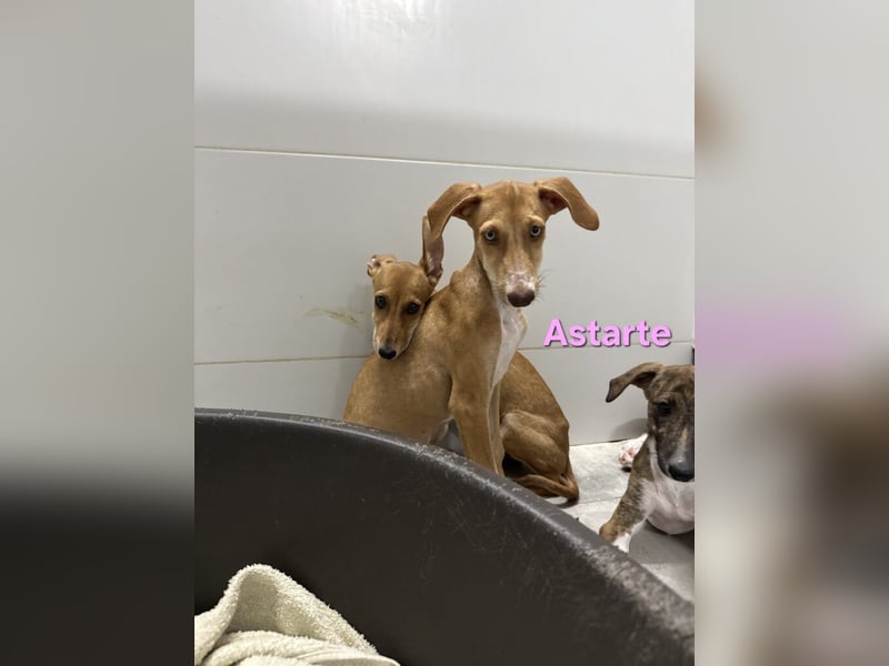 Astarte geb. 06/2026 (ESP) - wunderschönes Galgomädchen sucht ihre Familie!