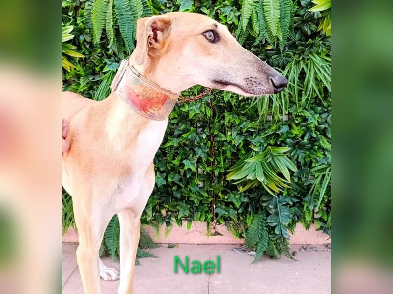 Nael geb. 11/2023 (ESP) - edler, sensibler und wunderschöner Galgo!