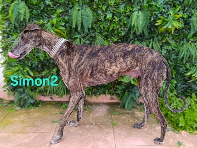 Simon2 geb. 09/2019 (ESP) - unkomplizierter Galgo verdient endlich sein Glück!