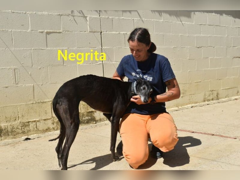Negrita geb. 09/2022 (ESP) - edle und menschenbezogene Galga, eine treue Seele!