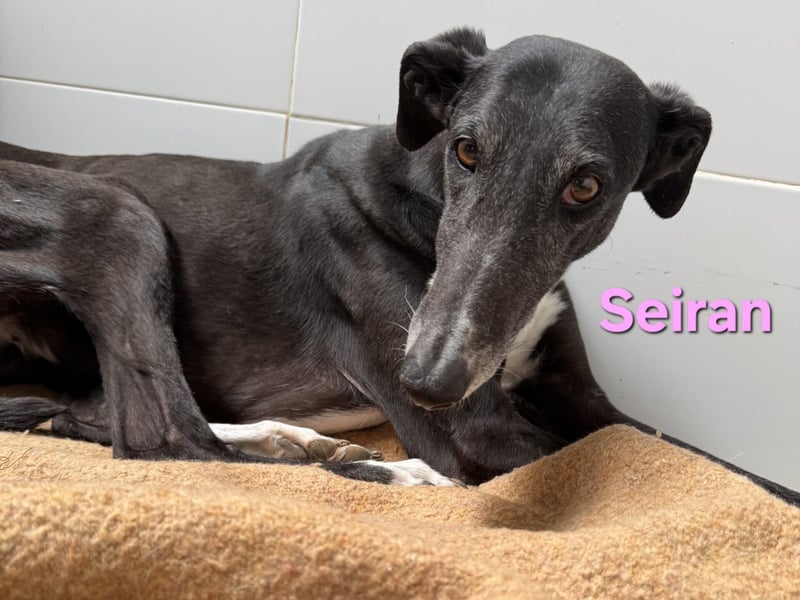 Seiran geb. 07/2019 (ESP) - liebevolle und ausgeglichene Galga sucht das Glück!