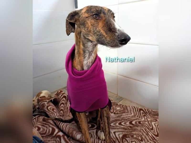 Nathaniel geb. 07/2021 (ESP) - lieber, ausgeglichener und verschmuster Galgo!