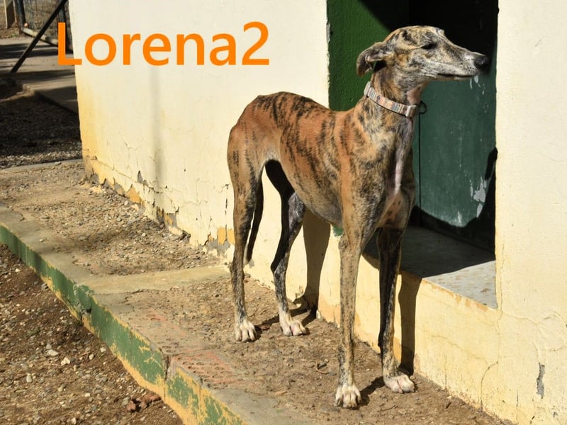 Lorena2 geb. 08/2023 (ESP) - total liebe und verschmuste Galga sucht ihr Glück!