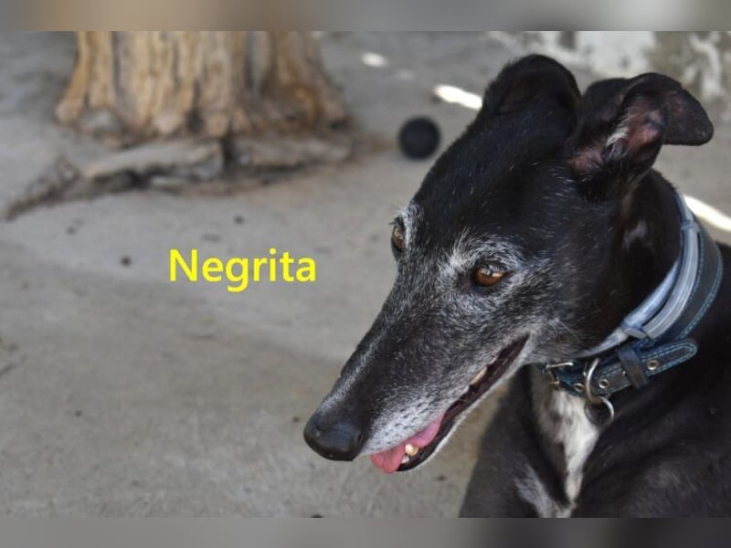 Negrita geb. 09/2022 (ESP) - edle und menschenbezogene Galga, eine treue Seele!