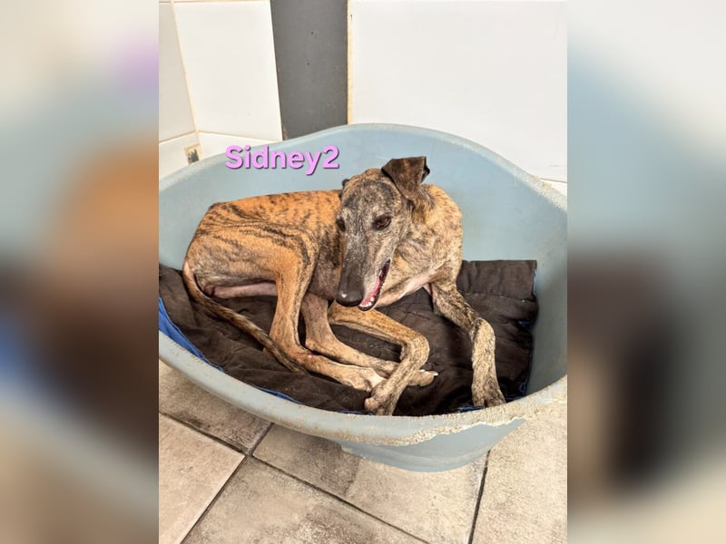Sidney2 geb. 04/2019 (ESP) - menschenbezogene Galga sucht ihr Für-immer-Körbchen!