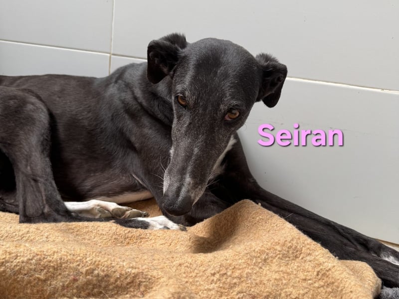 Seiran geb. 07/2019 (ESP) - liebevolle und ausgeglichene Galga sucht das Glück!