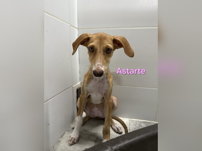 Astarte geb. 06/2026 (ESP) - wunderschönes Galgomädchen sucht ihre Familie!