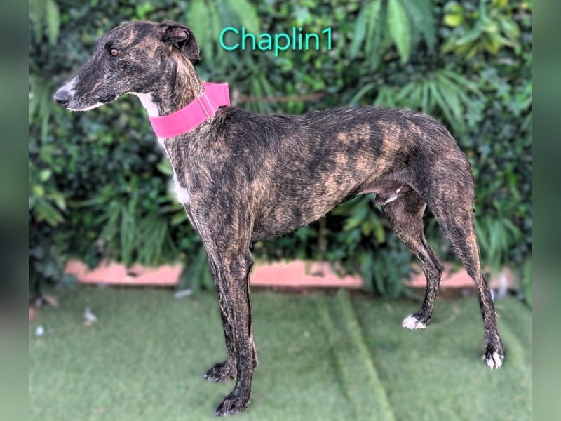 Chaplin1 geb. 01/2023 (ESP) - ruhiger und anhänglicher, sanfter Galgo!