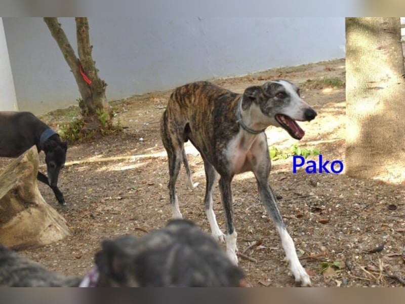 Pako geb. 07/2022 (ESP) - unheimlich lieber, fröhlicher Traumgalgo sucht ebensolche Menschen!