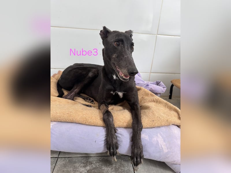 Nube3 geb. 03/2024 (ESP) - dringend Pflegestelle oder Zuhause für liebevolle Galga gesucht!